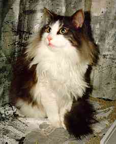 IC (N) Julie's Albert Åberg