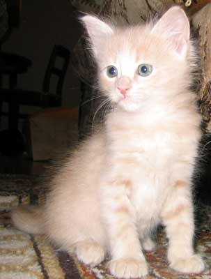 Amazing Grace 4 weeks old