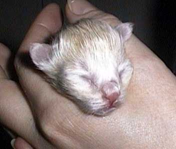 Amazing Grace newborn