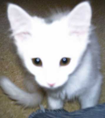 Anastasia 12 weeks old