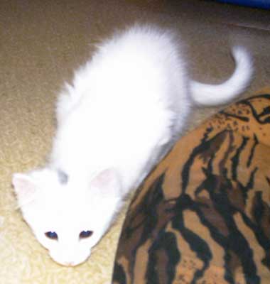Anastasia 12 weeks old