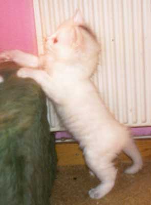 Anastasia 5,5 weeks old