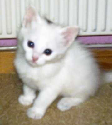 Anastasia 5,5 weeks old