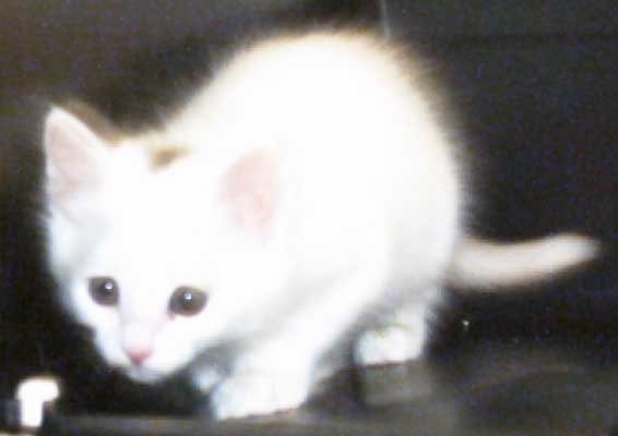 Anastasia 8 weeks old
