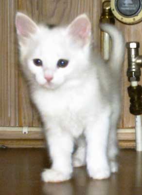 Anastasia 8 weeks old