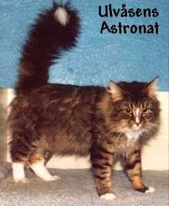 IC S*Ulvåsens Astronat