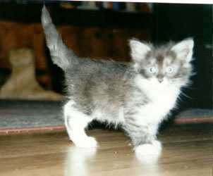 Bel Air 8 weeks