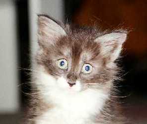 Bel Air 8 weeks