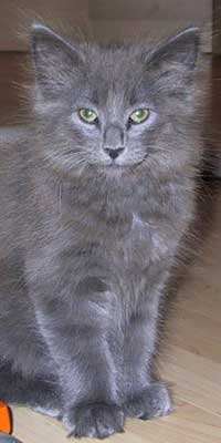 Bonneville 10 weeks old