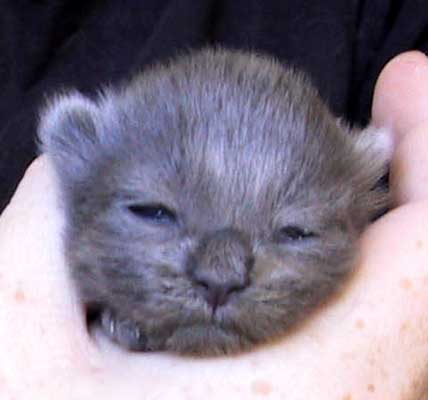 Bonneville 1 week old
