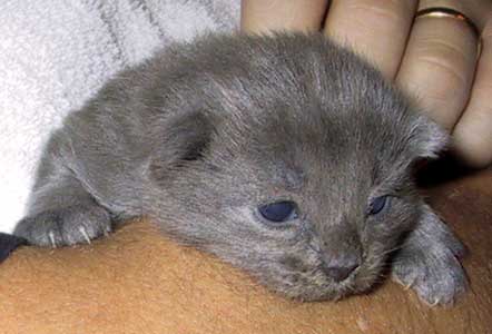 Bonneville 2 weeks old