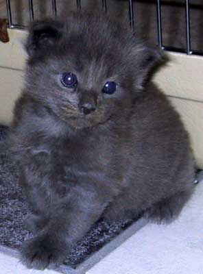 Bonneville 3 weeks old
