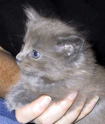 Bonneville 5 weeks old