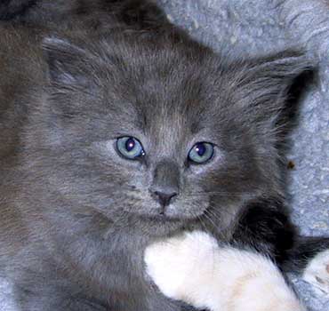 Bonneville 6 weeks old
