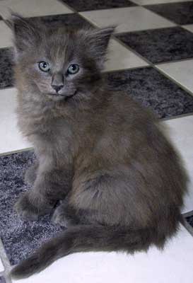 Bonneville 7 weeks old