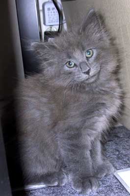 Bonneville 8½ weeks old