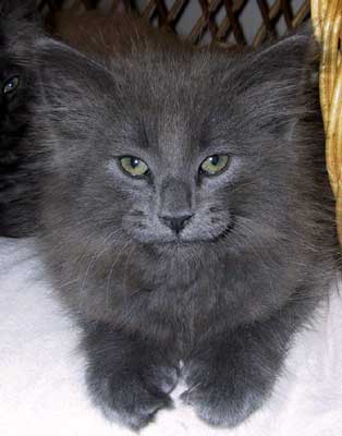 Bonneville 9 weeks old