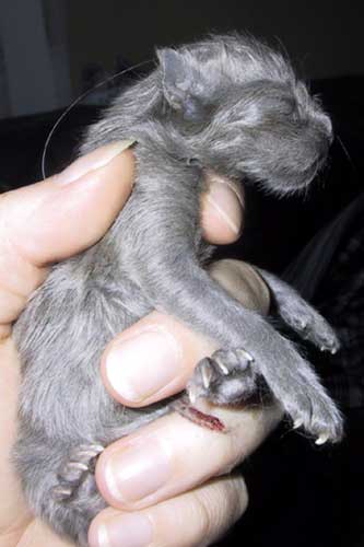 A couple of hours old