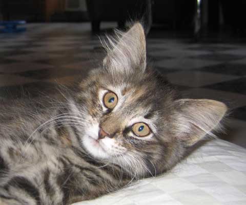 Caballero 10 weeks old