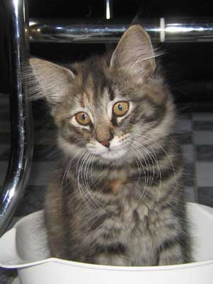 Caballero 11 weeks old
