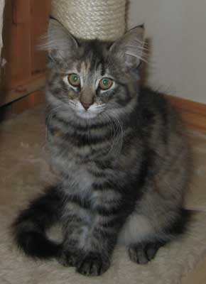Caballero 12 weeks old