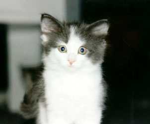 Camaro 8 weeks