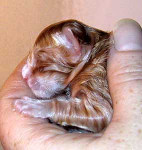 Capri newborn
