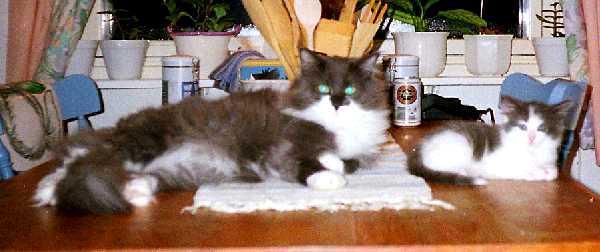 Camaro & her father Cheva