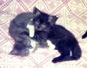 Cheva and his brother Malibu