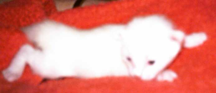 Cinderella 12 days old