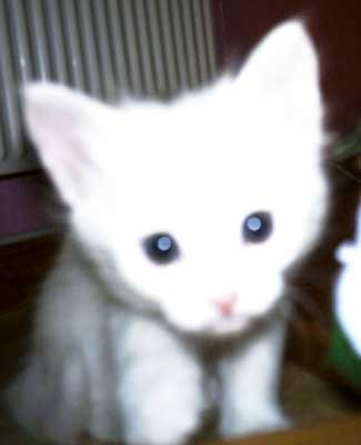 Cinderella 5,5 weeks old