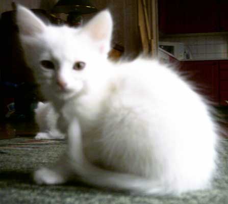 Cinderella 8 weeks old