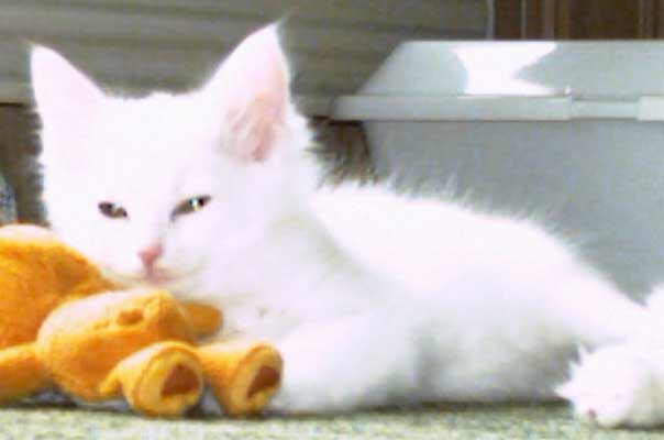 Cinderella 8 weeks old