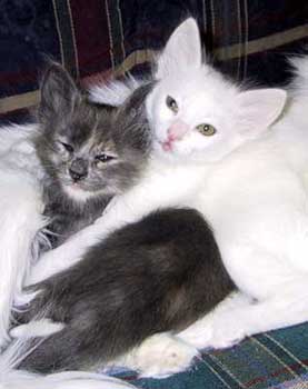 Sebring and Super, 7 weeks old
