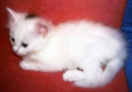 Drizella 5,5 weeks old