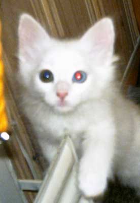 Drizella 8 weeks old