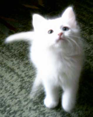 Drizella 8 weeks old