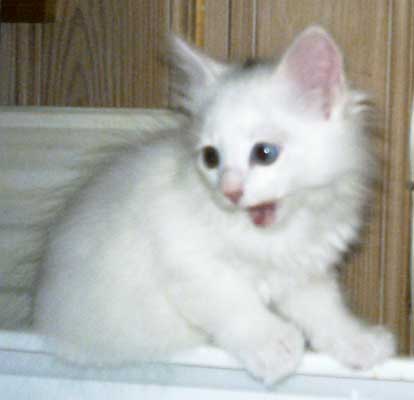 Drizella 8 weeks old