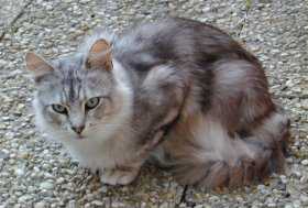 Waxolotl Platin Erkek