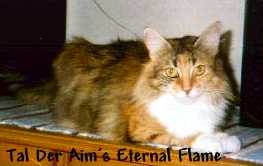 GIC S*Tal Der Aim's Eternal Flame
