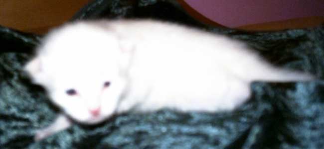 Guss 12 days old