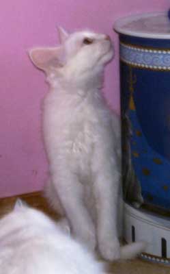 Guss 12 weeks old