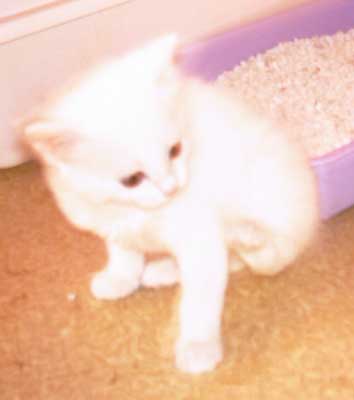 Guss 5 weeks old