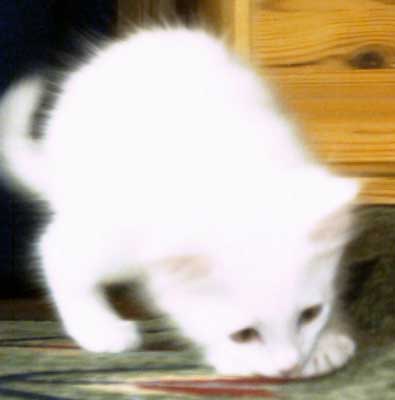 Guss 8 weeks old