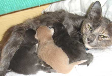 The weather litter 1,5 weeks old