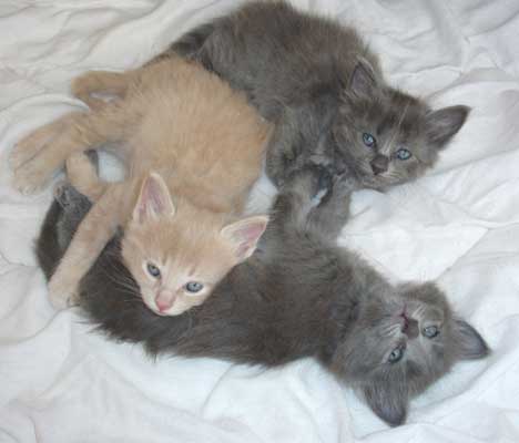 The weather litter 5 weeks old