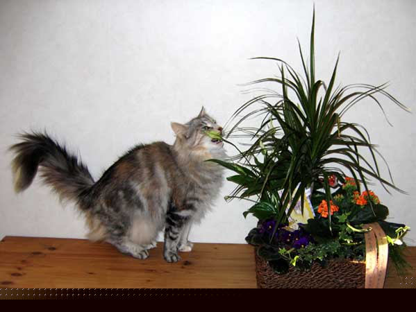 EC S*Lothloriens Hollin 6 years old and European Champion!