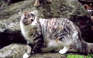 Jenny