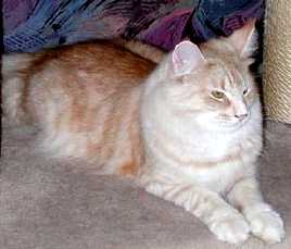 Kookai