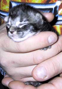 LeBaron 8 days old